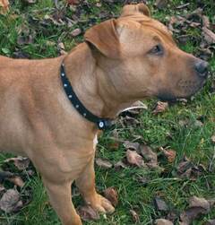 LED svítící obojek pro psa 3048, 43 - 58 cm LED svítící obojek pro psa 3048, 43 - 58 cm