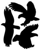 Samolepící silueta dravců na plašení ptáků 429, 38 x 30 cm